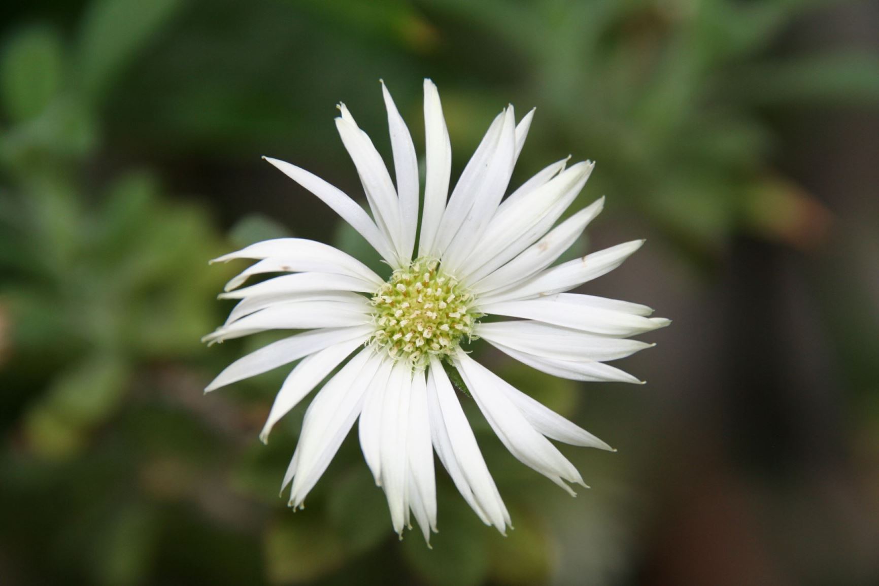 Commidendrum rugosum | Bonn University Botanic Garden