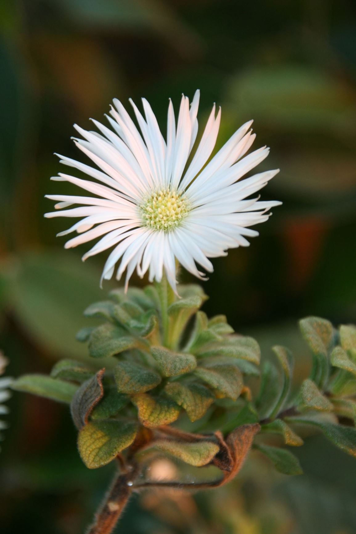 Commidendrum rugosum | Bonn University Botanic Garden