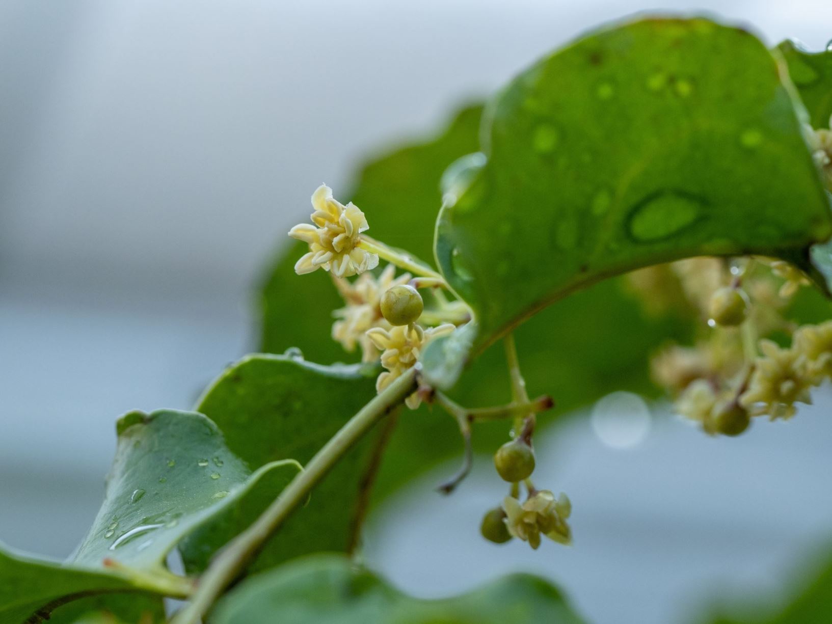 Amborella trichopoda