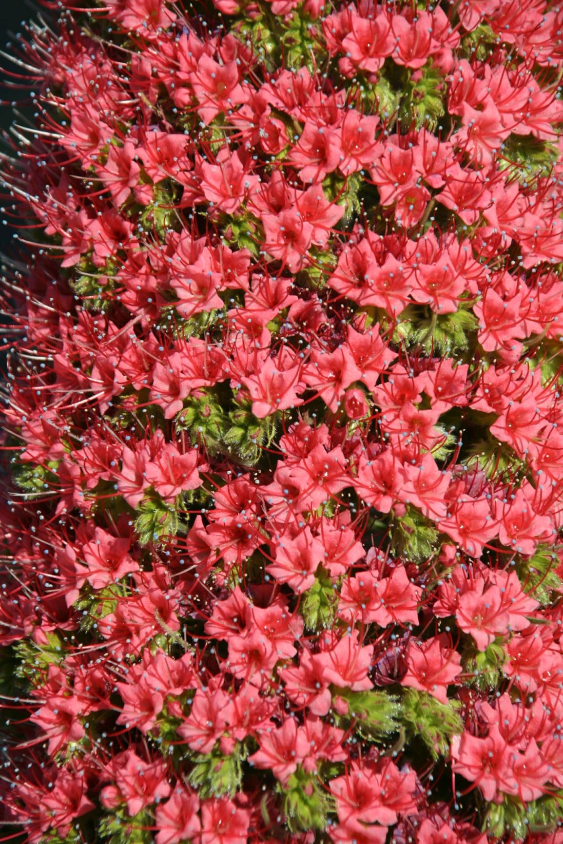Echium wildpretii