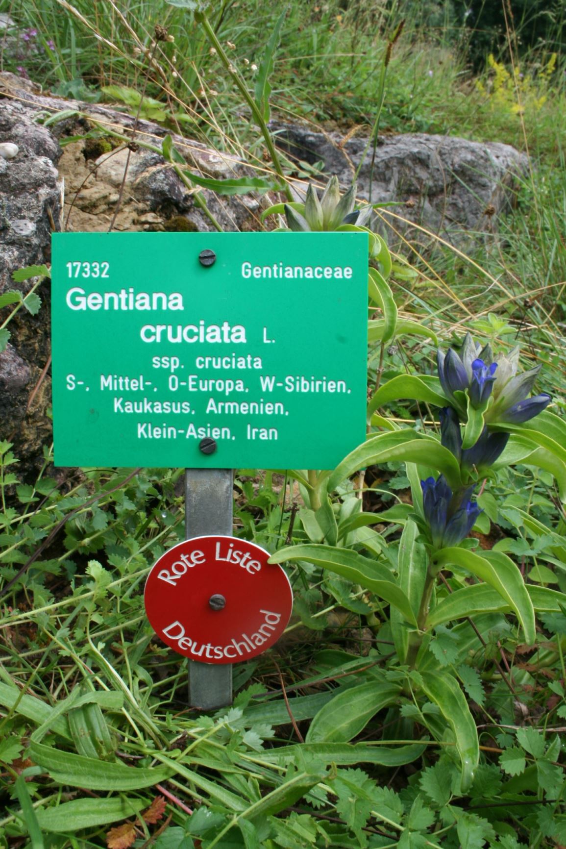 Gentiana cruciata subsp. cruciata - Kreuz-Enzian
