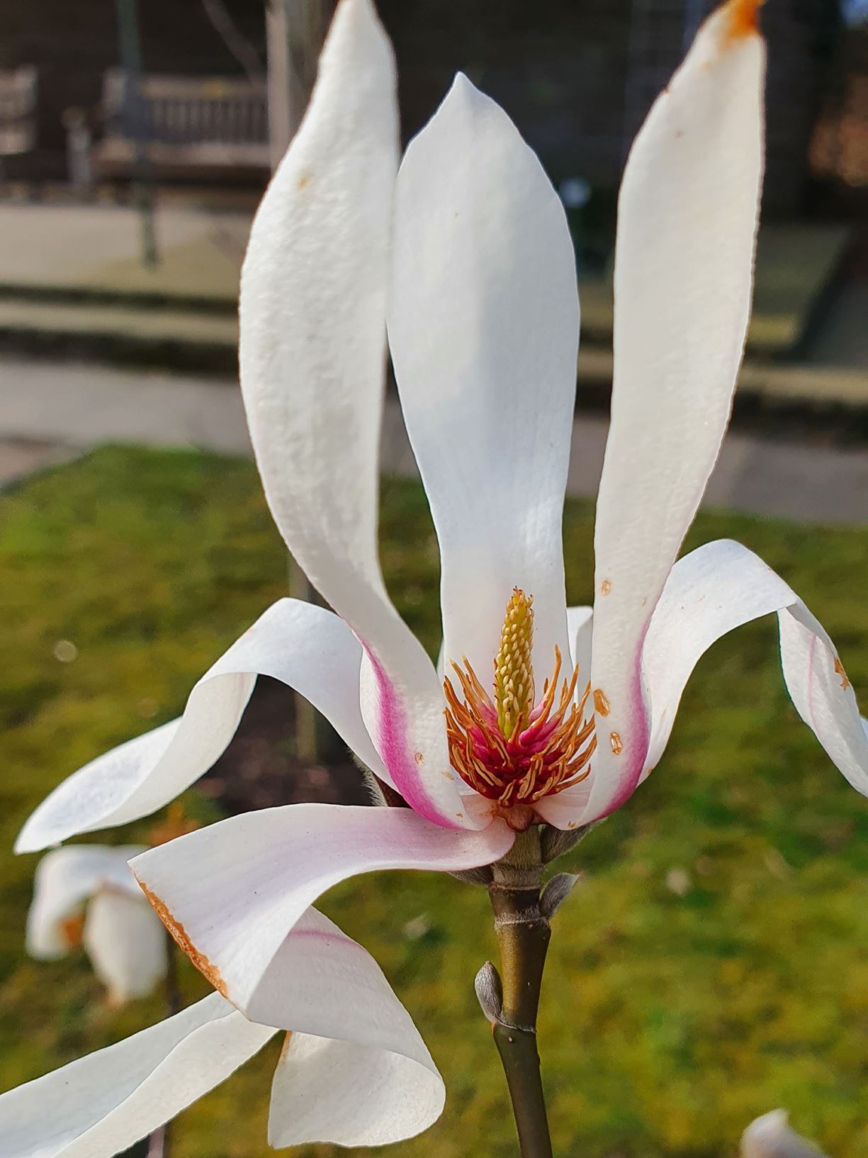 Magnolia amoena