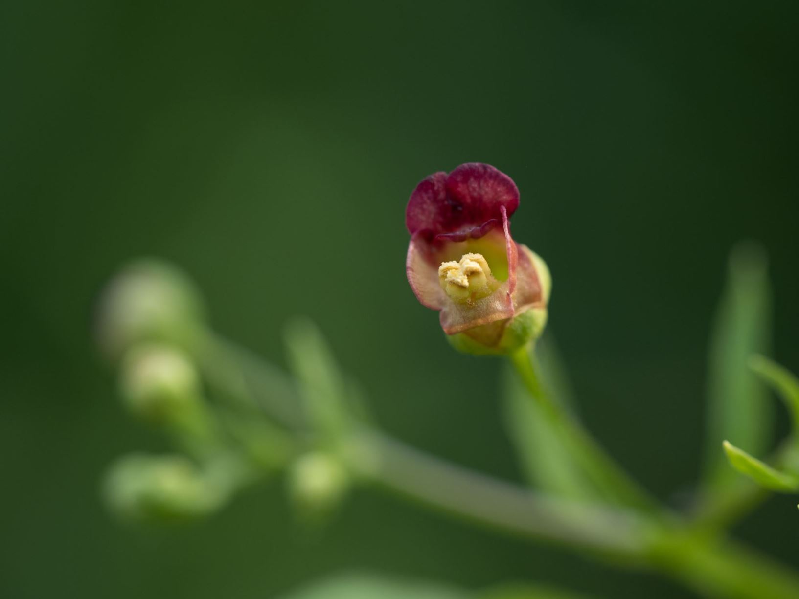 Scrophularia umbrosa subsp. neesii - Gekerbte Flügel-Braunwurz
