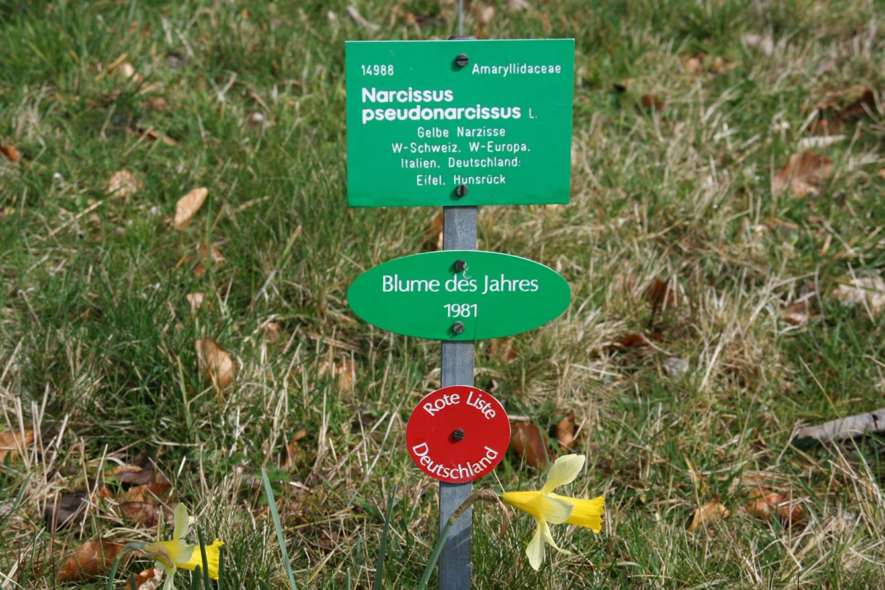Narcissus pseudonarcissus subsp. pseudonarcissus - Gelbe Narzisse, Osterglocke