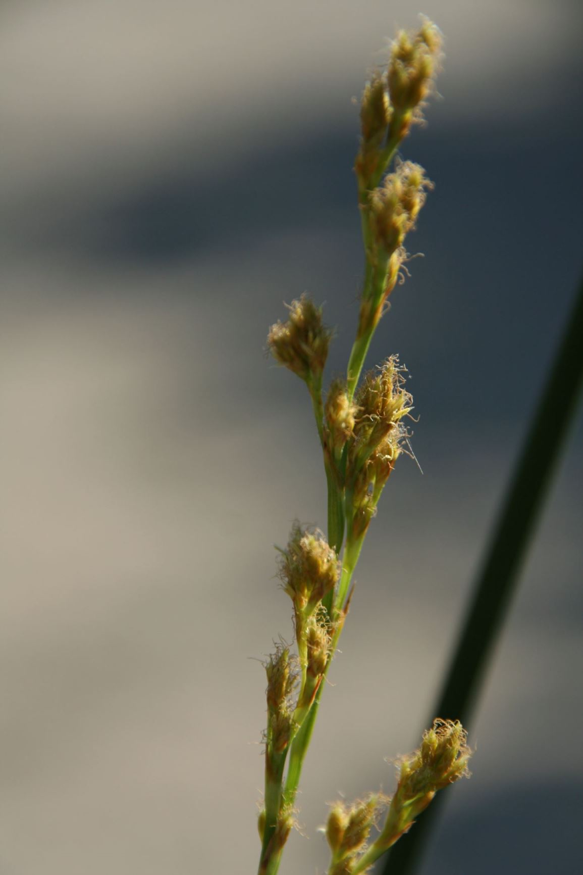 Neesenbeckia punctoria