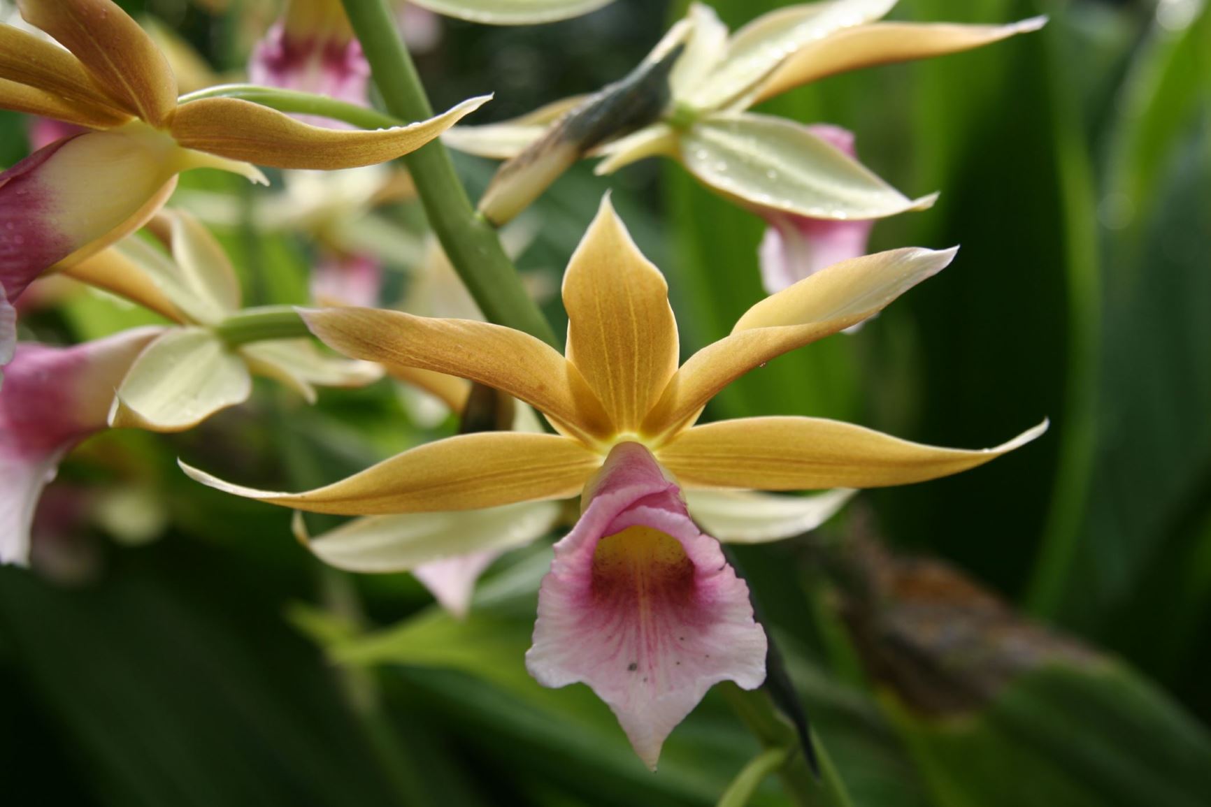 Phaius tankervilleae - Orquídea de Pantano, Große Sumpforchidee, Greater swamp-orchid, Lady Tankerville's swamp orchid, 鹤顶兰 (he ding lan)