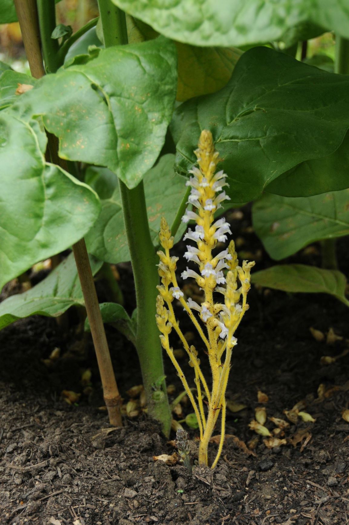 Orobanche ramosa var. ramosa - Ästige Sommerwurz, Hanftod, Hemp Broomrape