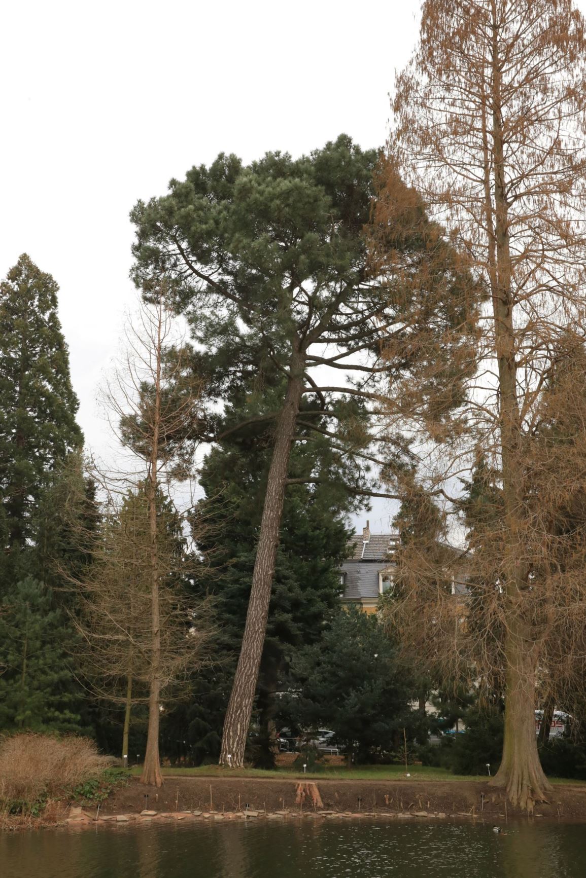 Pinus nigra subsp. nigra - Schwarzkiefer