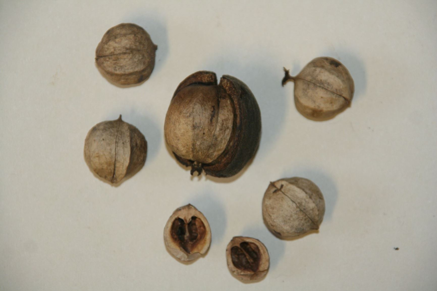 Carya tomentosa - Mockernut hickory