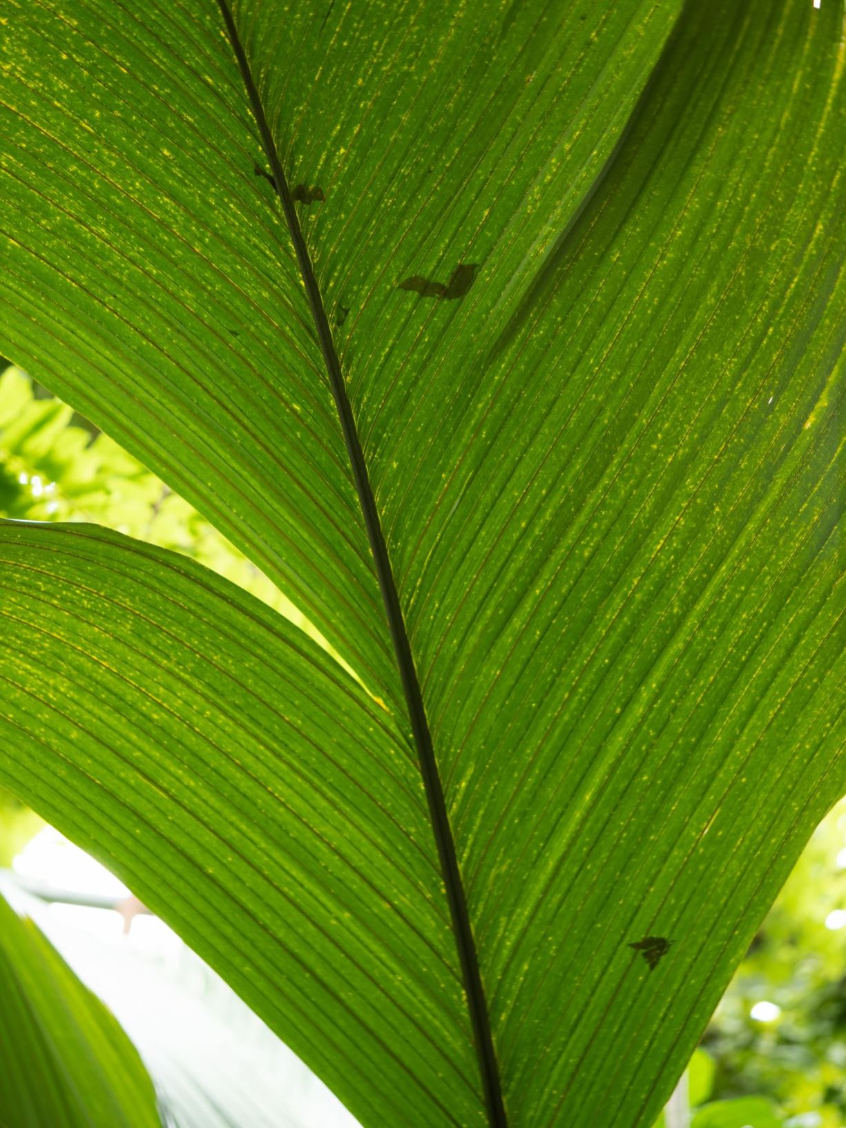 Pelagodoxa henryana