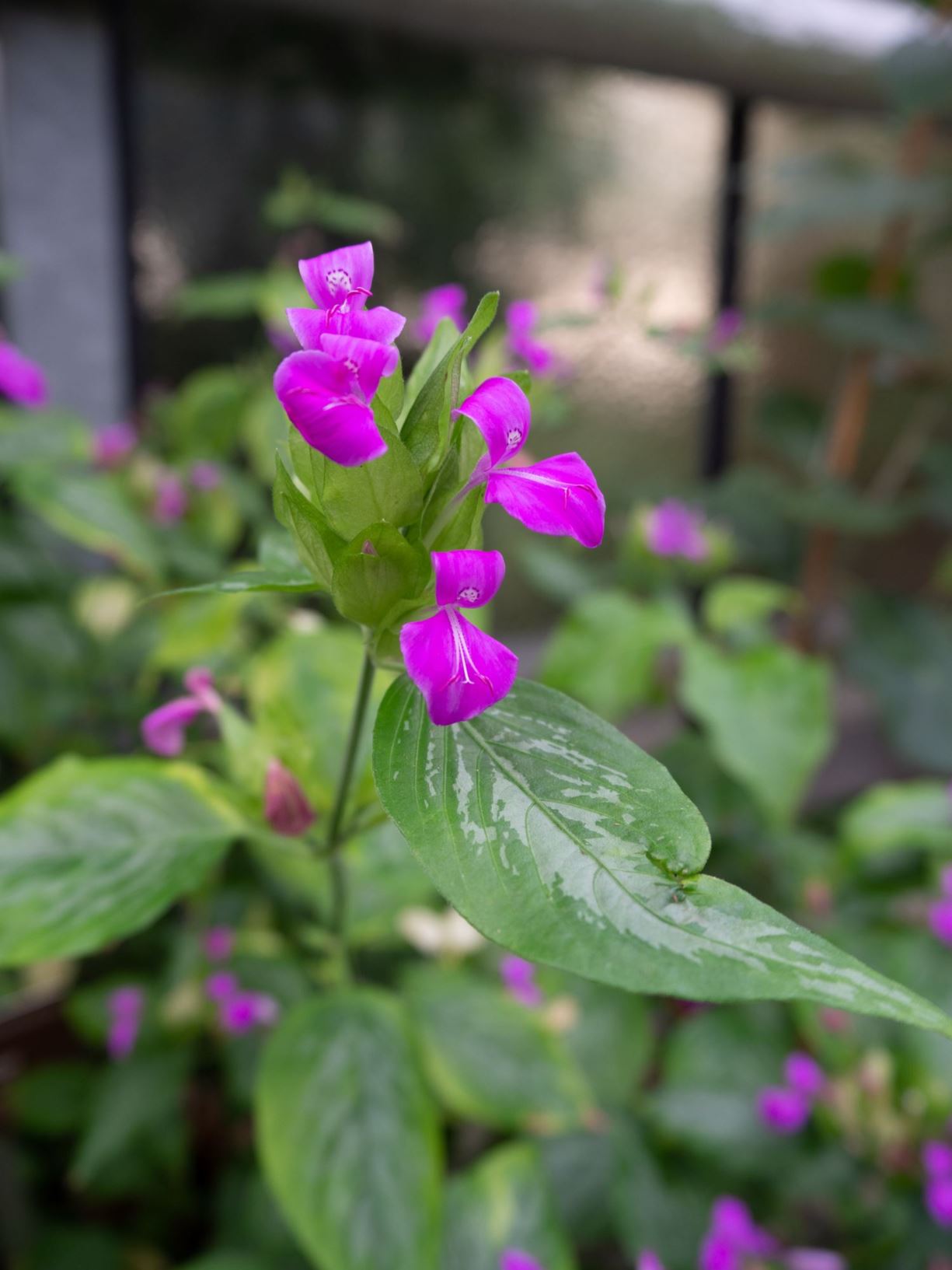 Peristrophe Peristrophe speciosa - Reisfärbepflanze | Bonn University Botanic Garden