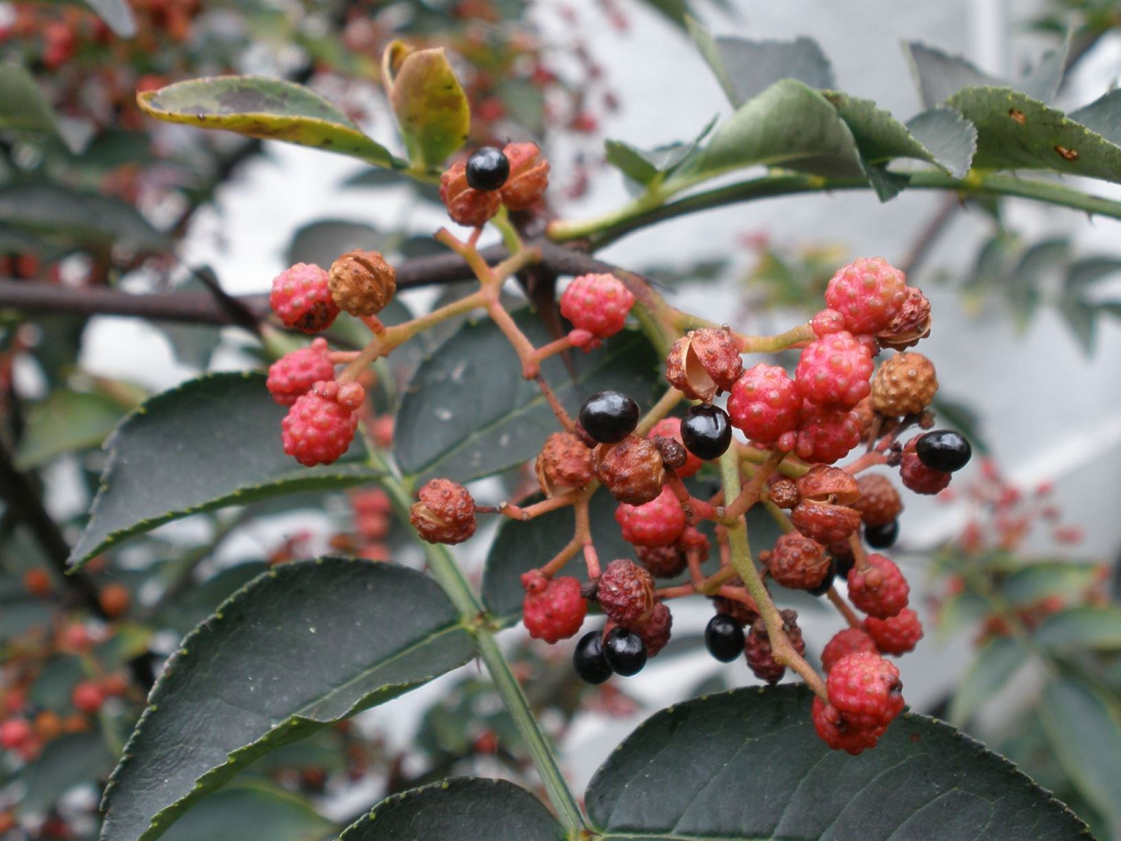 Zanthoxylum bungeanum - Szechuanpfeffer