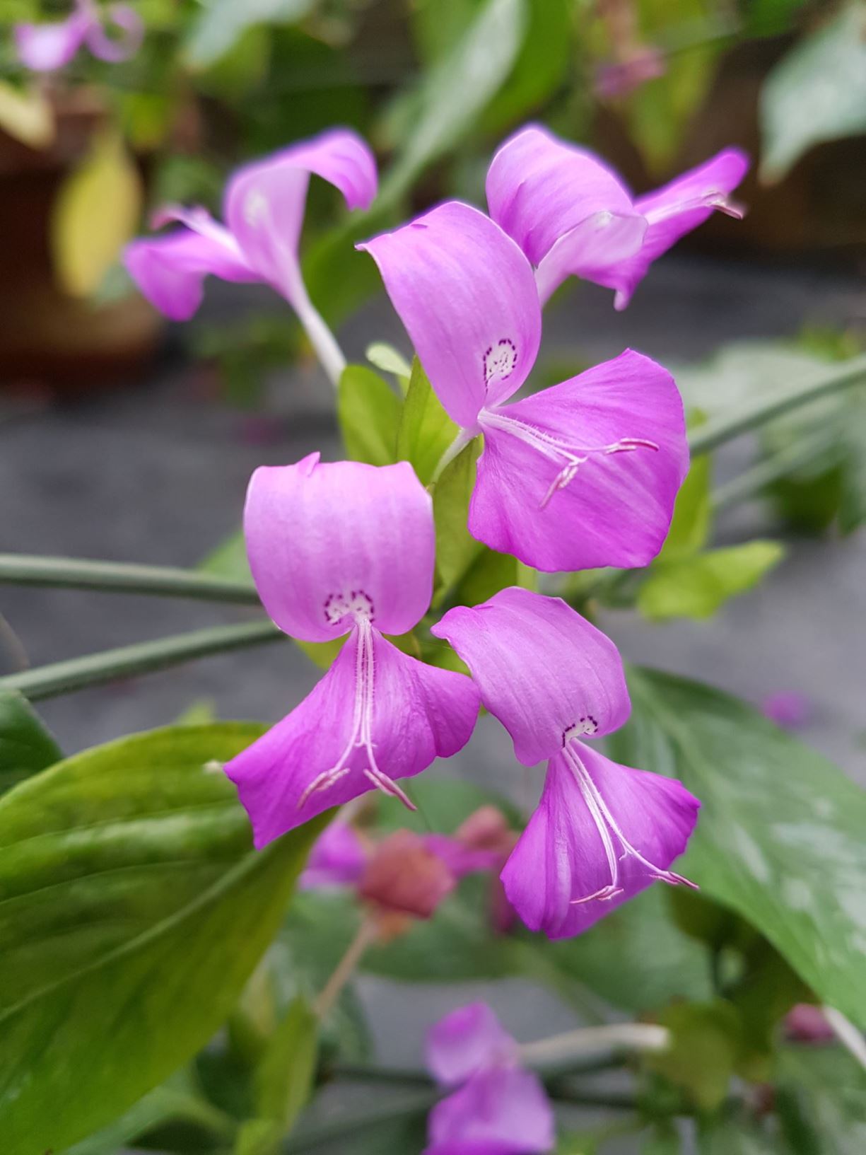 Peristrophe Peristrophe speciosa - Reisfärbepflanze | Bonn University Botanic Garden
