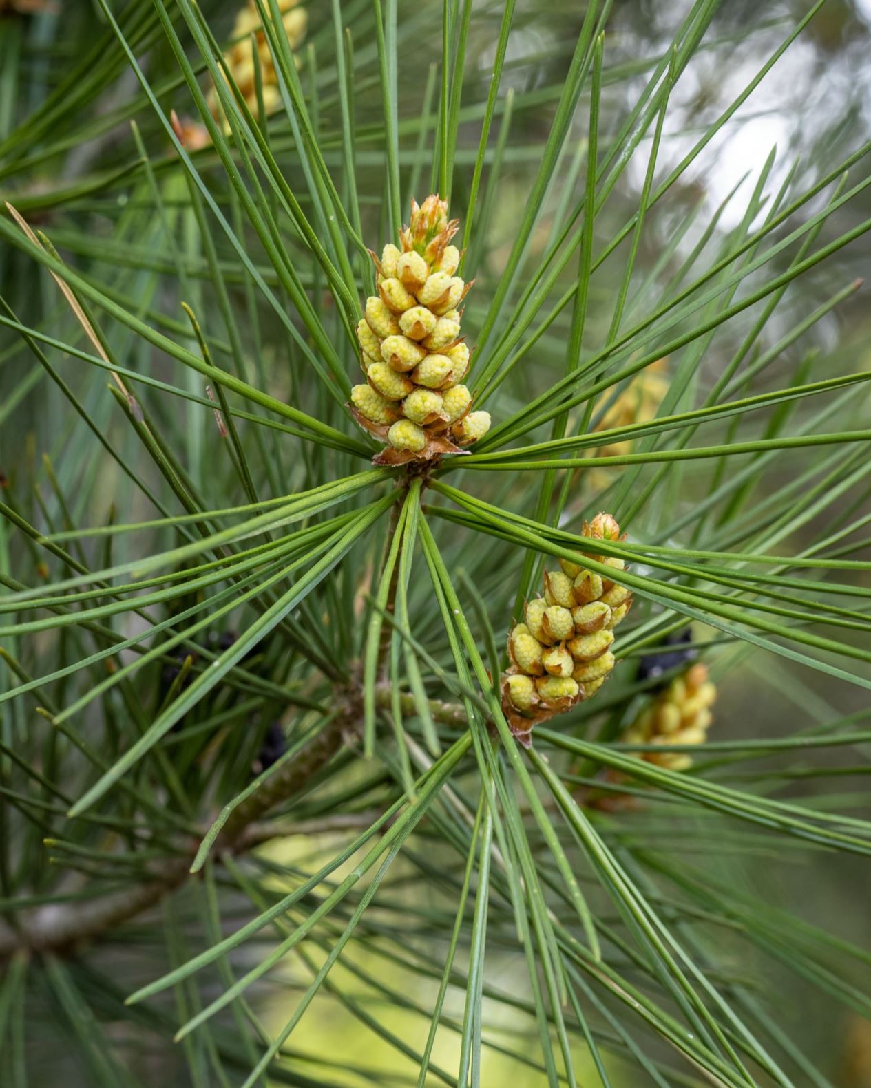 Pinus bungeana - Tempel-Kiefer, Lacebark pine, Bunge's pine | Bonn ...