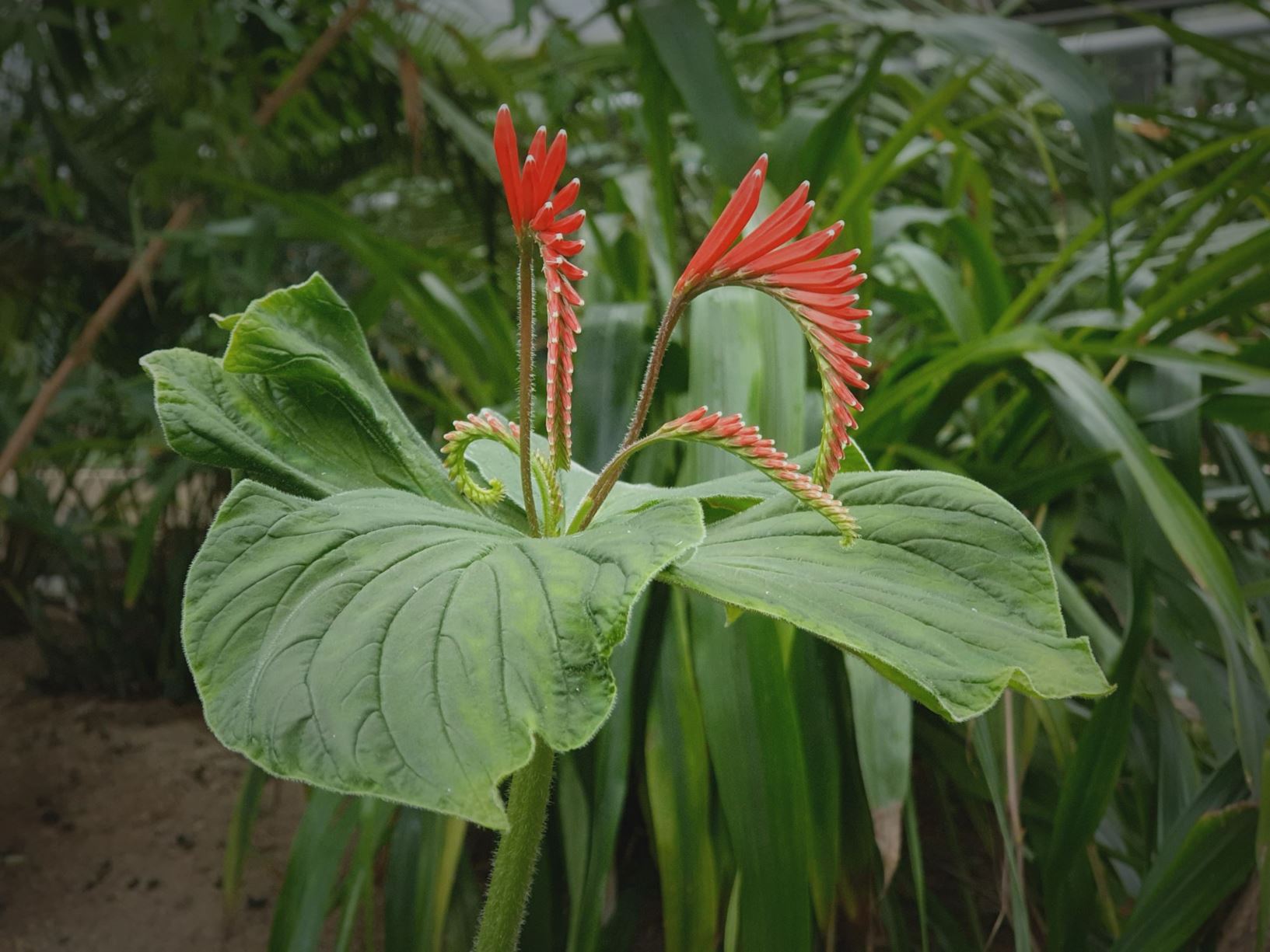 Spigelia splendens