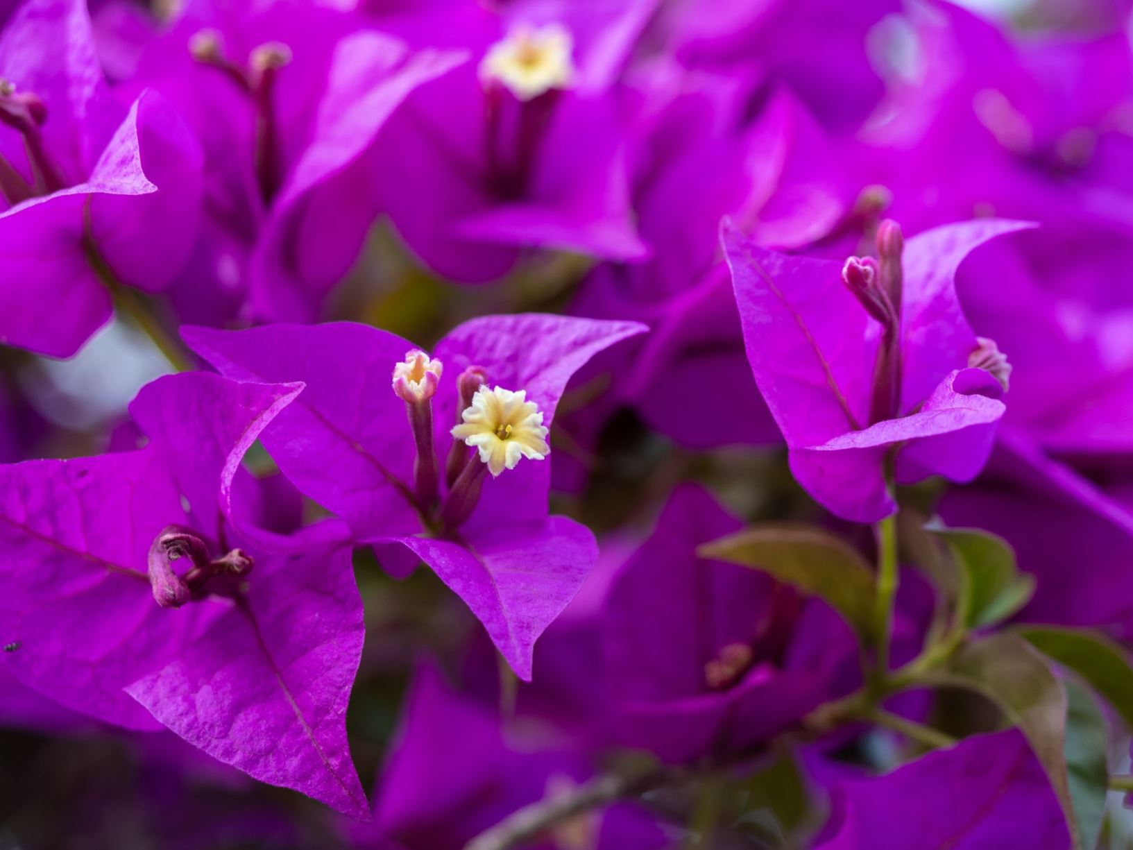 Bougainvillea glabra