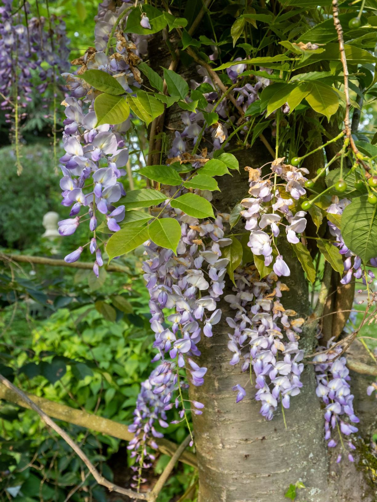 Wisteria brachybotrys