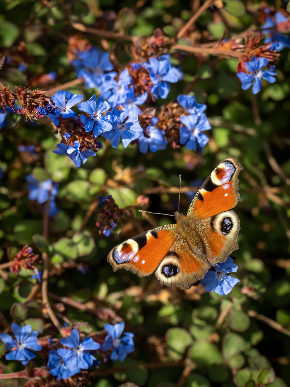 Ceratostigma griffithii