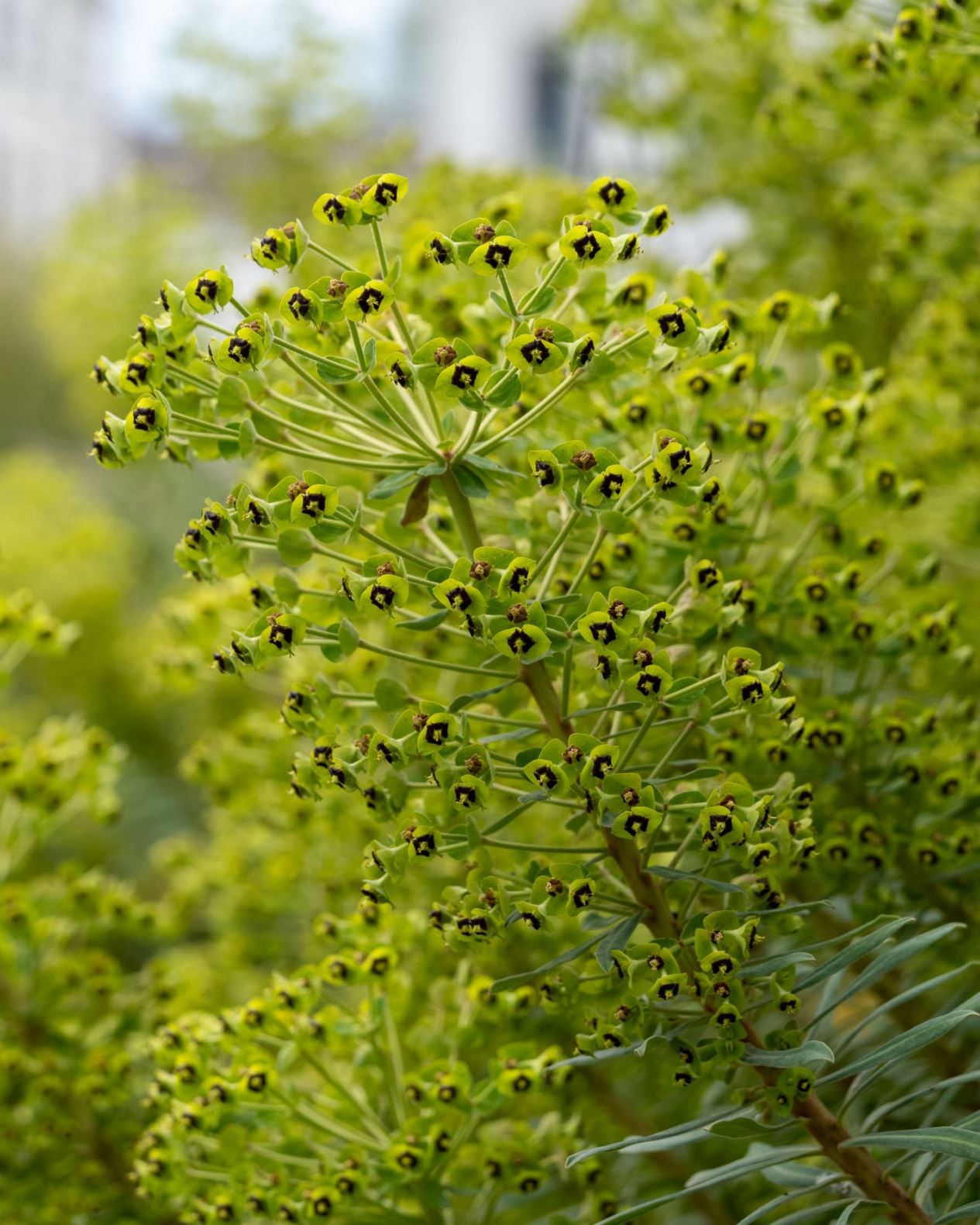 Euphorbia characias subsp. characias - Palisaden-Wolfsmilch