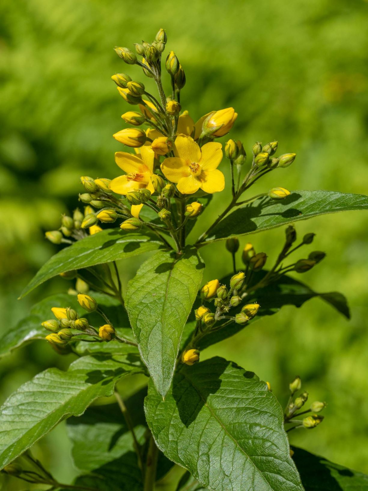 Lysimachia vulgaris - Gewöhnlicher Gilbweiderich, Yellow loosestrife
