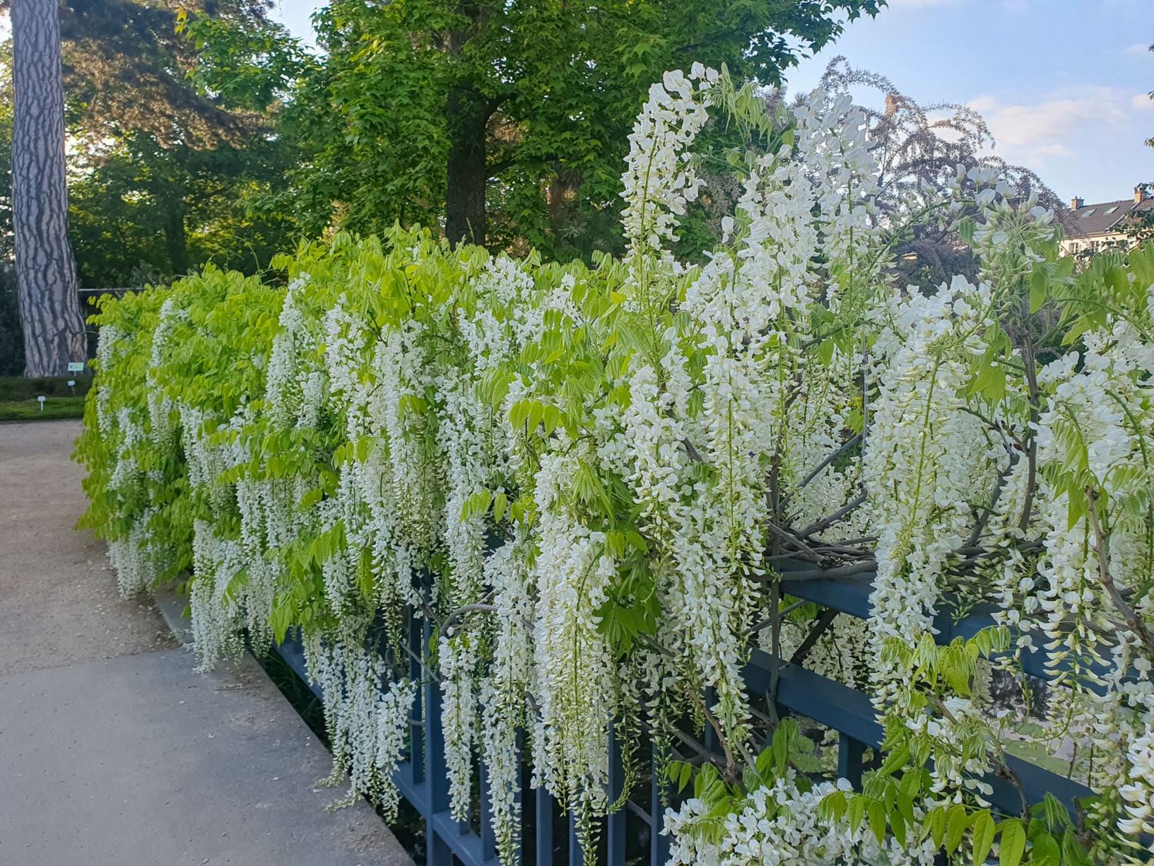 Wisteria floribunda 'Alba'