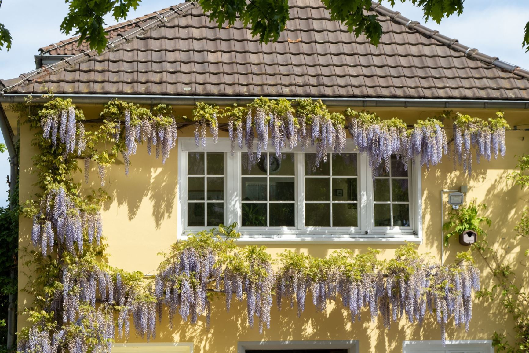 Wisteria sinensis - Glyzine, Wistarie, Chinesischer Blauregen, Chinese Wisteria