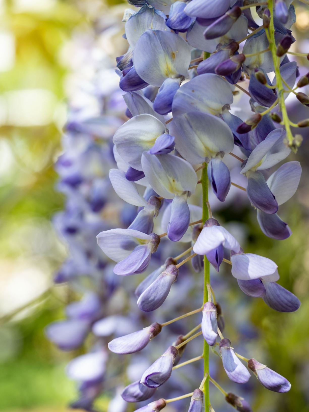 Wisteria brachybotrys