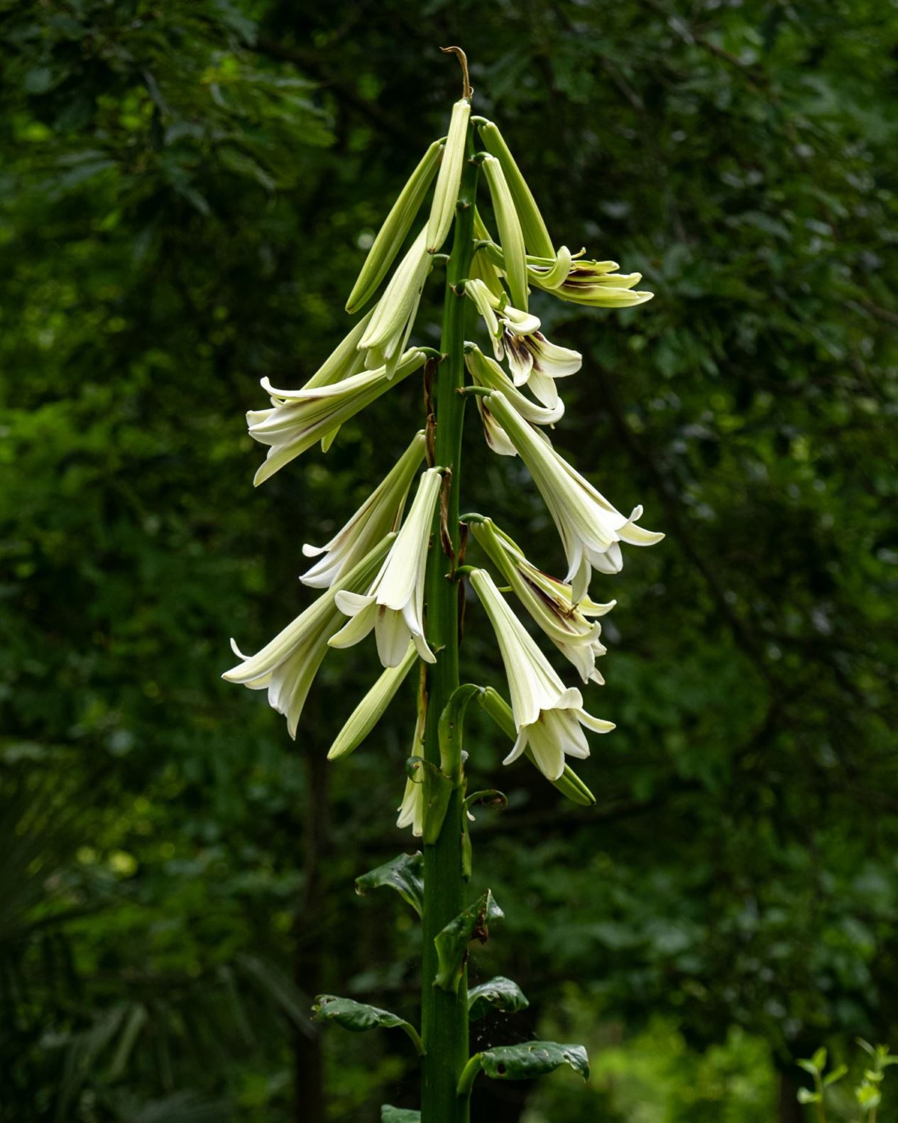 Cardiocrinum giganteum - Himalaya-Riesenlilie