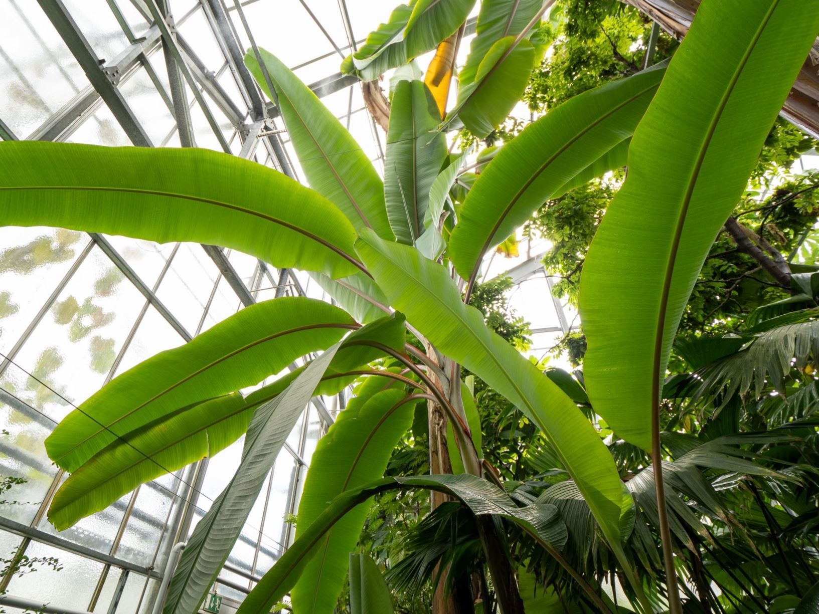 Musa × paradisiaca 'Sanguinea' - Banane