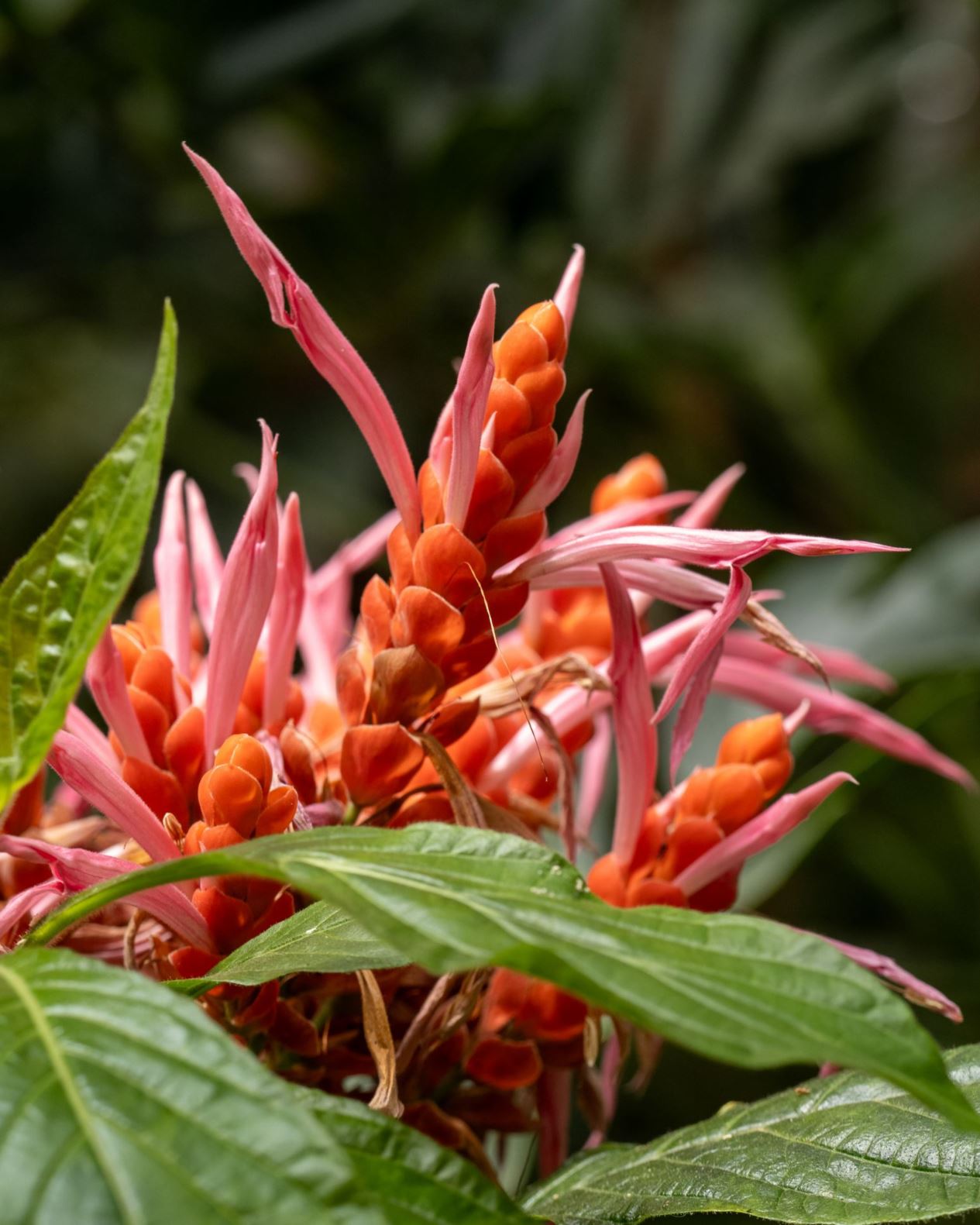 Aphelandra sinclairiana
