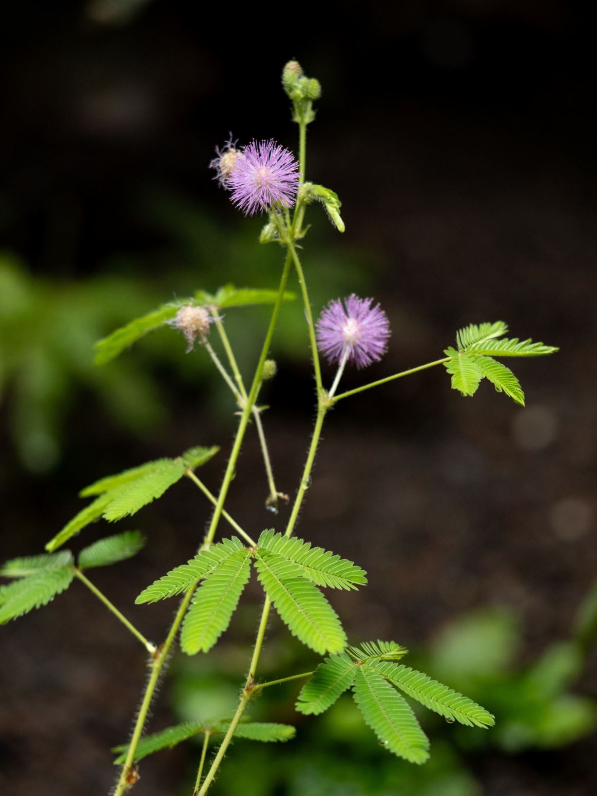 Mimosa pudica - Mimose