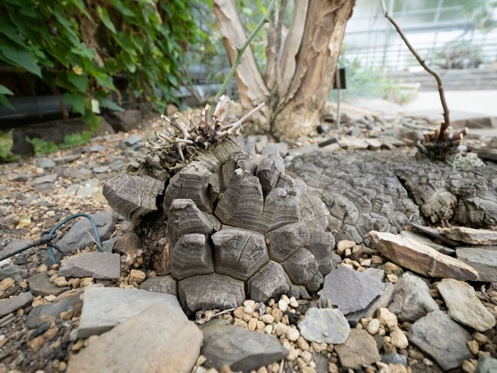 Dioscorea elephantipes - Schildkrötenpflanze, Elephants Foot