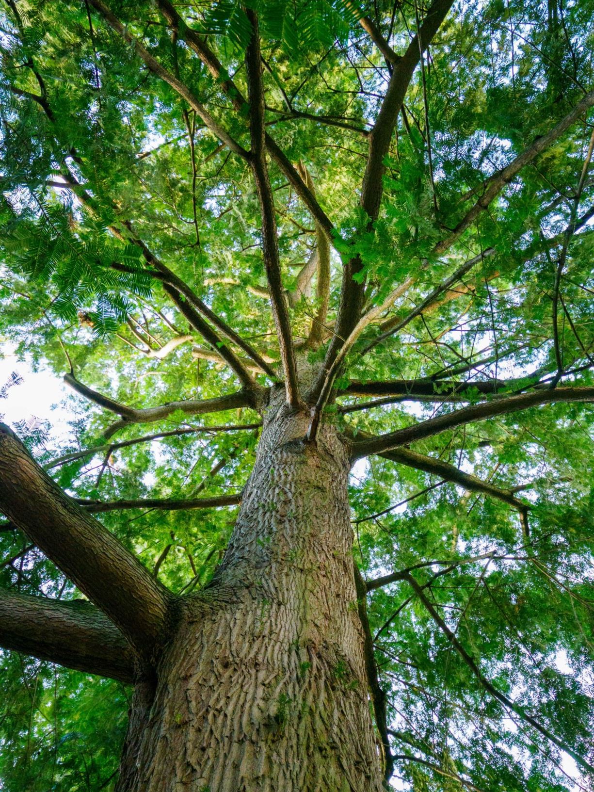 Torreya californica - Nußeibe