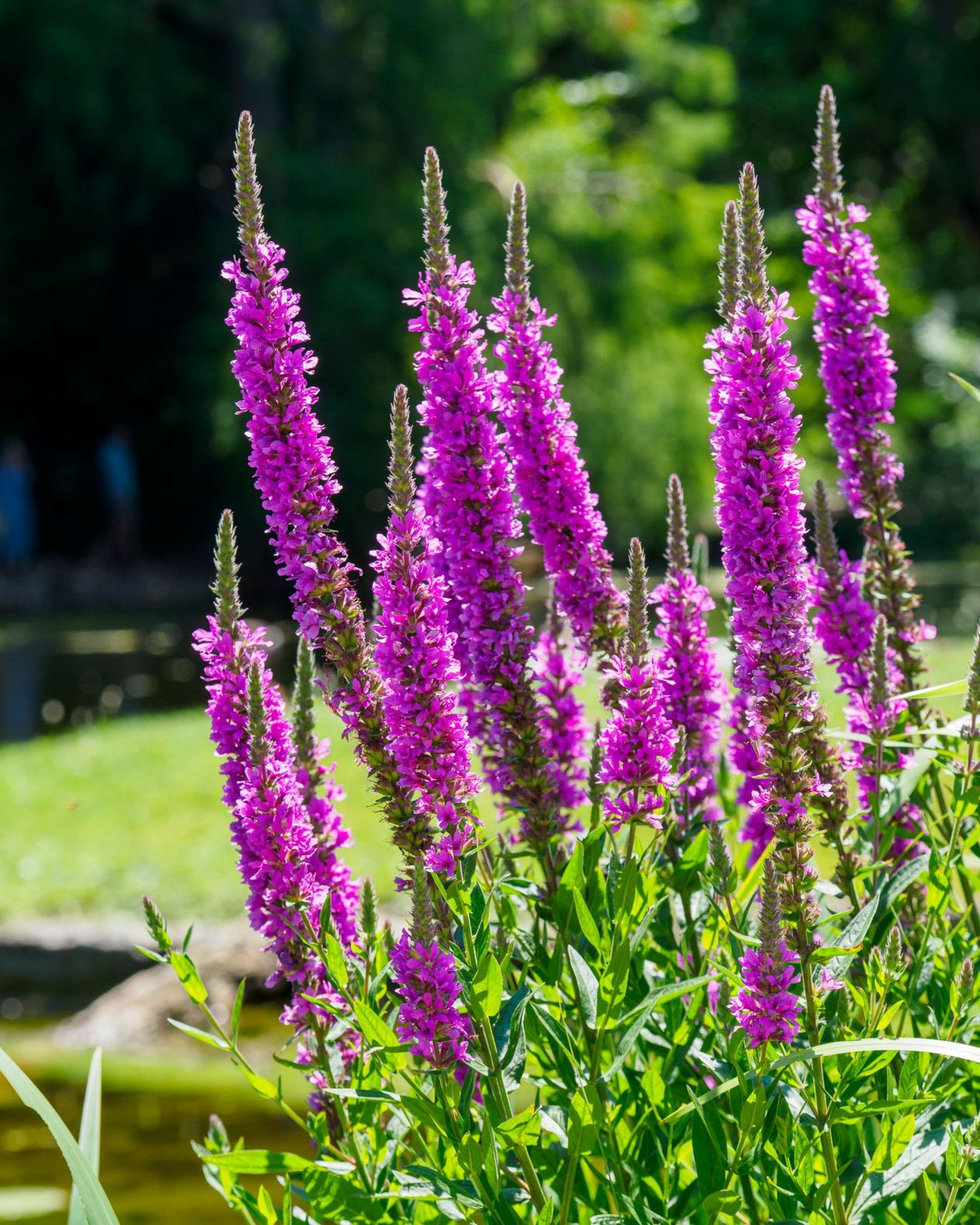 Lythrum salicaria - Gemeiner Blutweiderich, Purple loosestrife