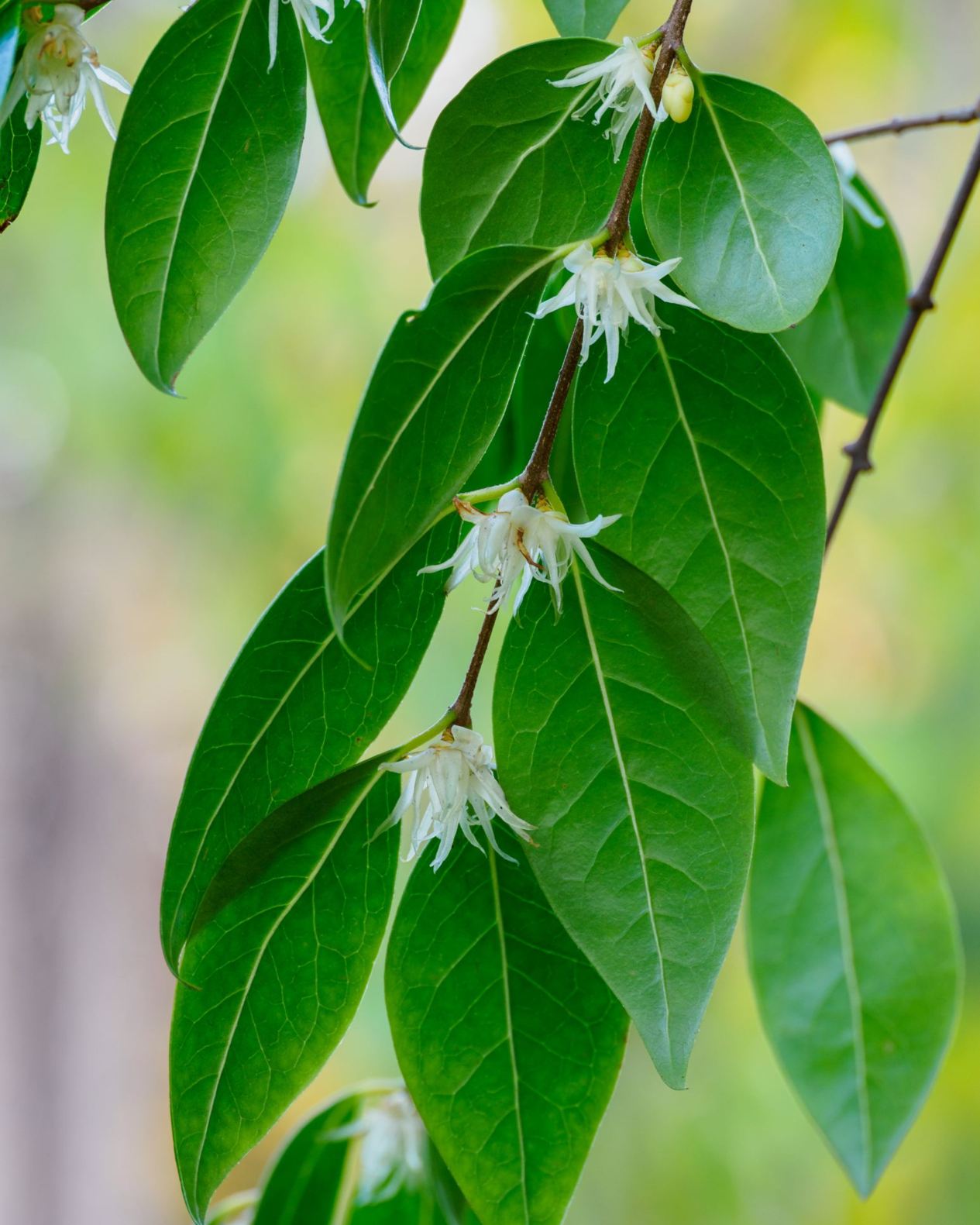 Chimonanthus nitens - Glänzende Winterblüte