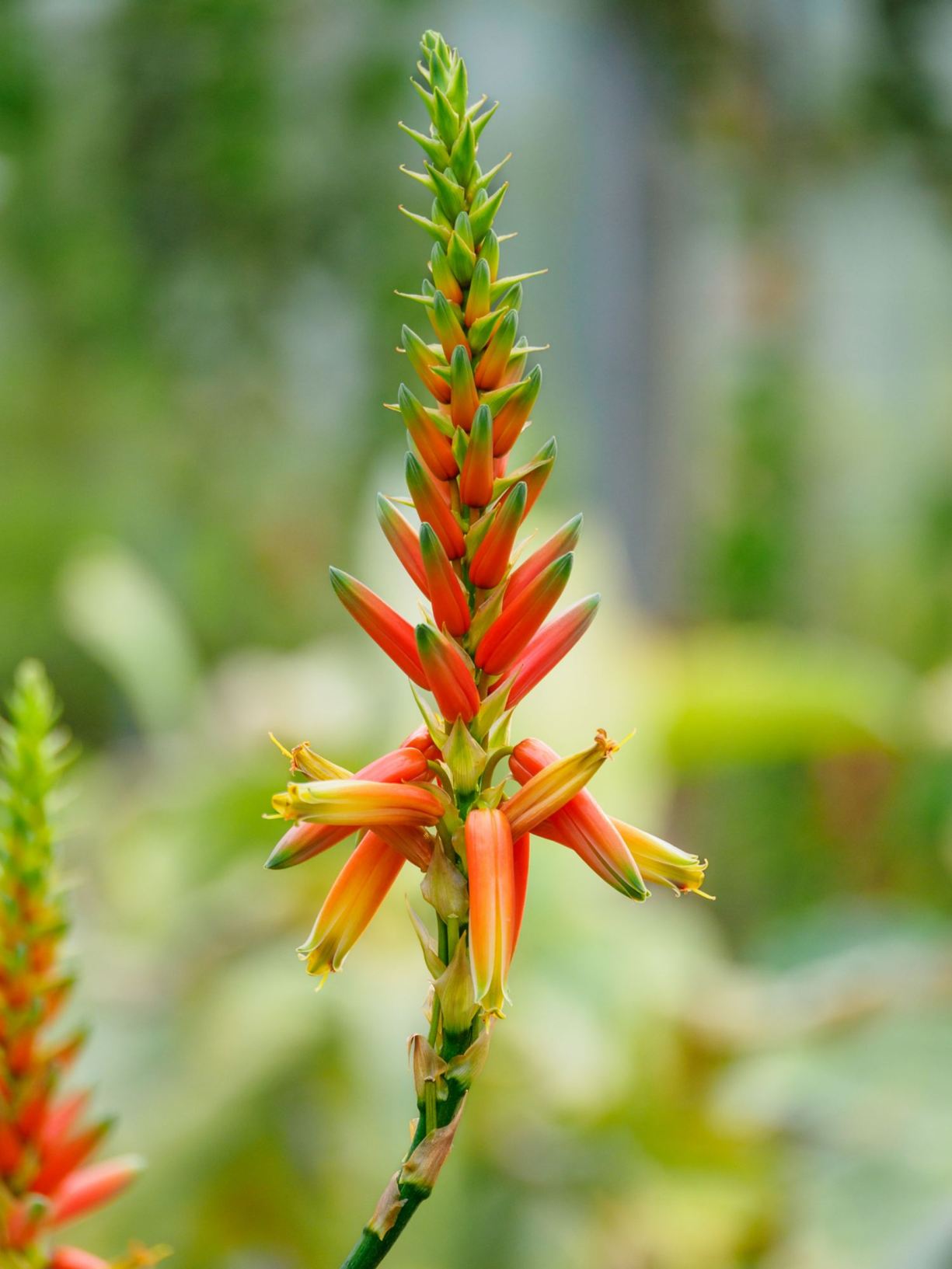 Aloe cryptopoda