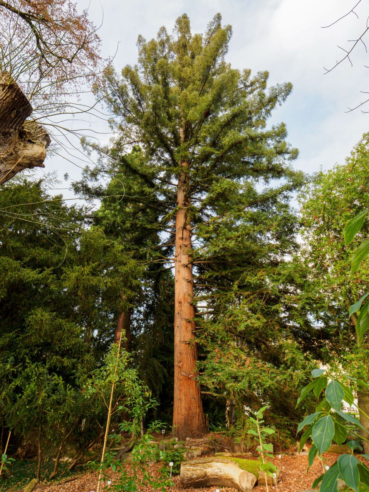 Sequoia sempervirens - Küstenmammutbaum, Küstensequoie, California Redwood, Coast Redwood