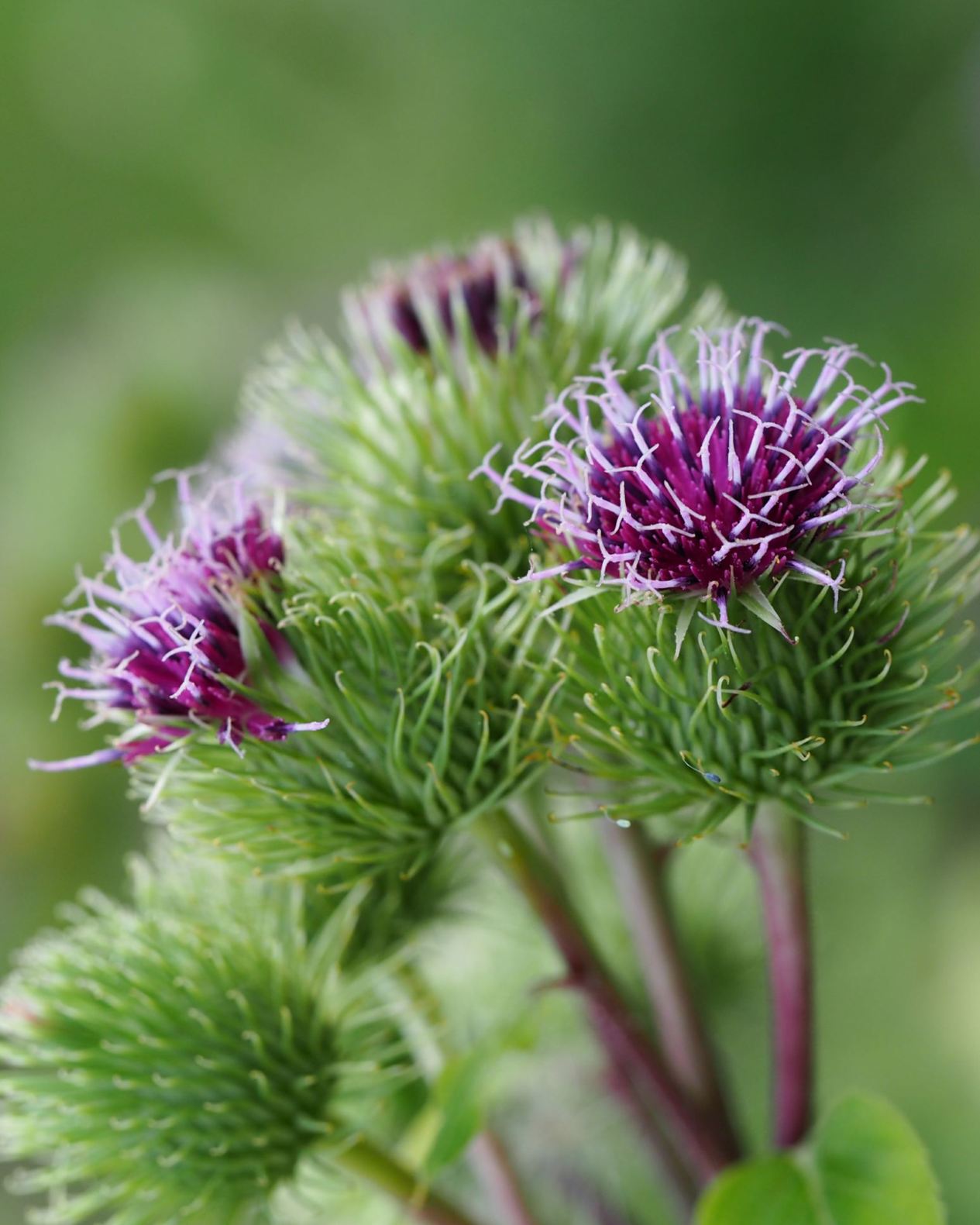 Arctium lappa - Große Klette, Great Burdock