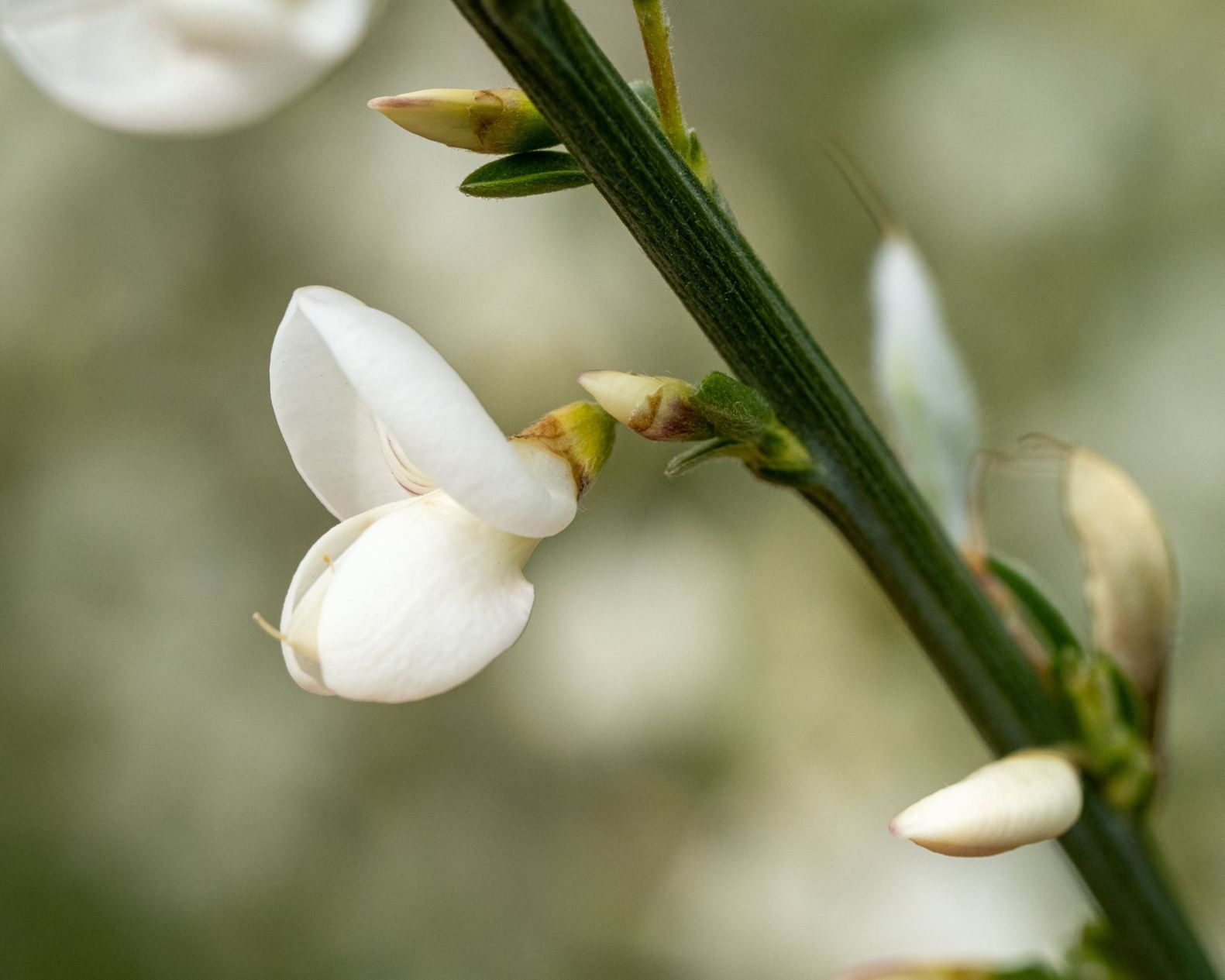 Cytisus multiflorus - Vielblütiger Ginster, Lusitanische Ginster, White Spanish broom, Portuguese broom